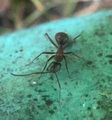 Camponotus chromaiodes