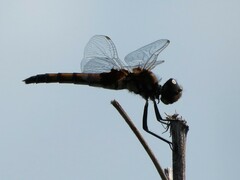 Macrodiplax balteata