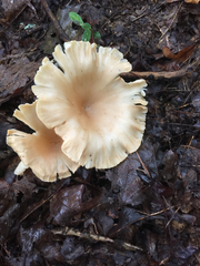 Gerronema strombodes