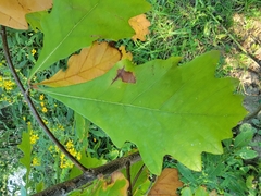 Quercus bicolor