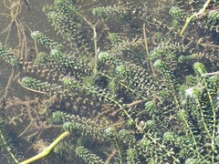 Hydrilla verticillata