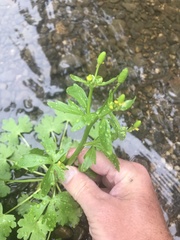 Ranunculus sceleratus