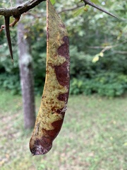 Gleditsia triacanthos
