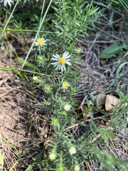 Symphyotrichum falcatum