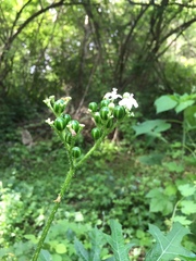 Cnidoscolus aconitifolius