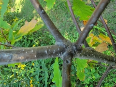 Quercus bicolor