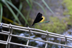 Atrocalopteryx atrata