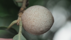 Disholcaspis cinerosa