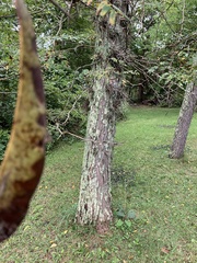 Gleditsia triacanthos