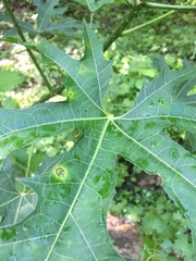 Cnidoscolus aconitifolius