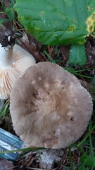 Lactarius pyrogalus