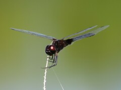 Macrodiplax balteata