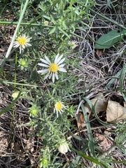 Symphyotrichum falcatum
