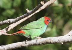 Erythrura pealii