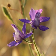 Delphinium ajacis