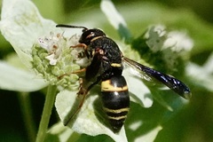 Euodynerus hidalgo boreoorientalis