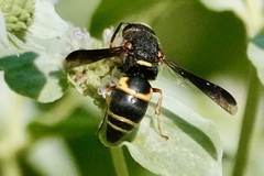 Euodynerus hidalgo boreoorientalis