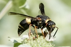 Euodynerus hidalgo boreoorientalis