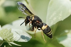 Euodynerus hidalgo boreoorientalis