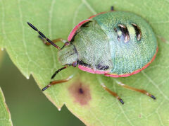 Chlorochroa