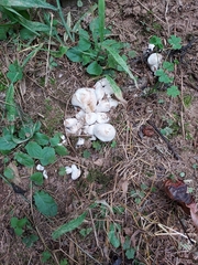 Entoloma abortivum