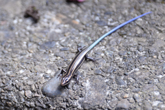 Plestiodon finitimus