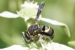 Euodynerus hidalgo boreoorientalis