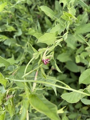 Oenothera suffulta