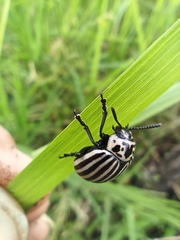 Leptinotarsa undecimlineata