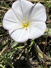 Convolvulus arvensis