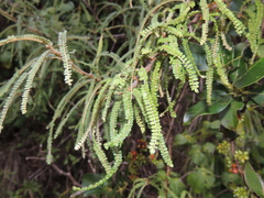 Sophora fulvida