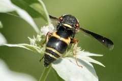 Euodynerus hidalgo boreoorientalis