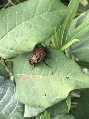 Nicrophorus tomentosus