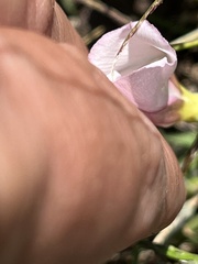Convolvulus arvensis