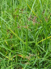 Cyperus rotundus