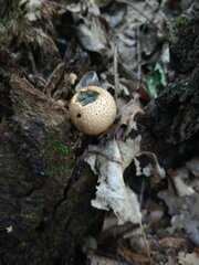 Scleroderma citrinum