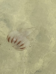 Chrysaora chesapeakei