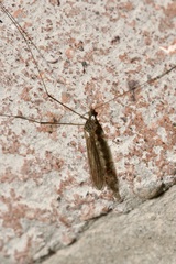 Pseudolimnophila lucorum