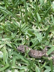 Sceloporus grammicus