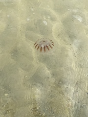 Chrysaora chesapeakei