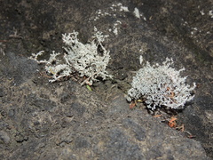 Stereocaulon