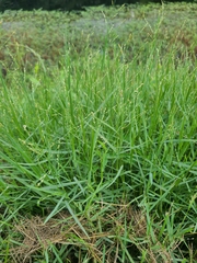 Panicum repens