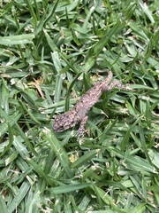 Sceloporus grammicus