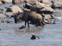 Connochaetes taurinus mearnsi