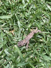 Sceloporus grammicus