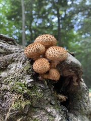 Pholiota squarrosoides
