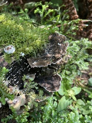 Trametes versicolor