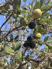 Diospyros texana