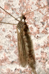 Pseudolimnophila lucorum