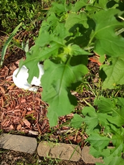 Smallanthus uvedalia